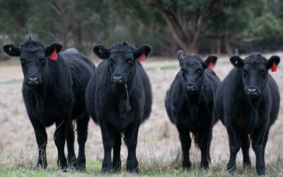 Die besten Rinderrassen für den Grill: Angus und Wagyu im Vergleich